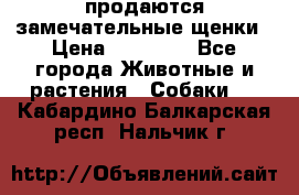 продаются замечательные щенки › Цена ­ 10 000 - Все города Животные и растения » Собаки   . Кабардино-Балкарская респ.,Нальчик г.